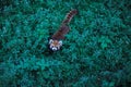 Little panda in the green grass Royalty Free Stock Photo